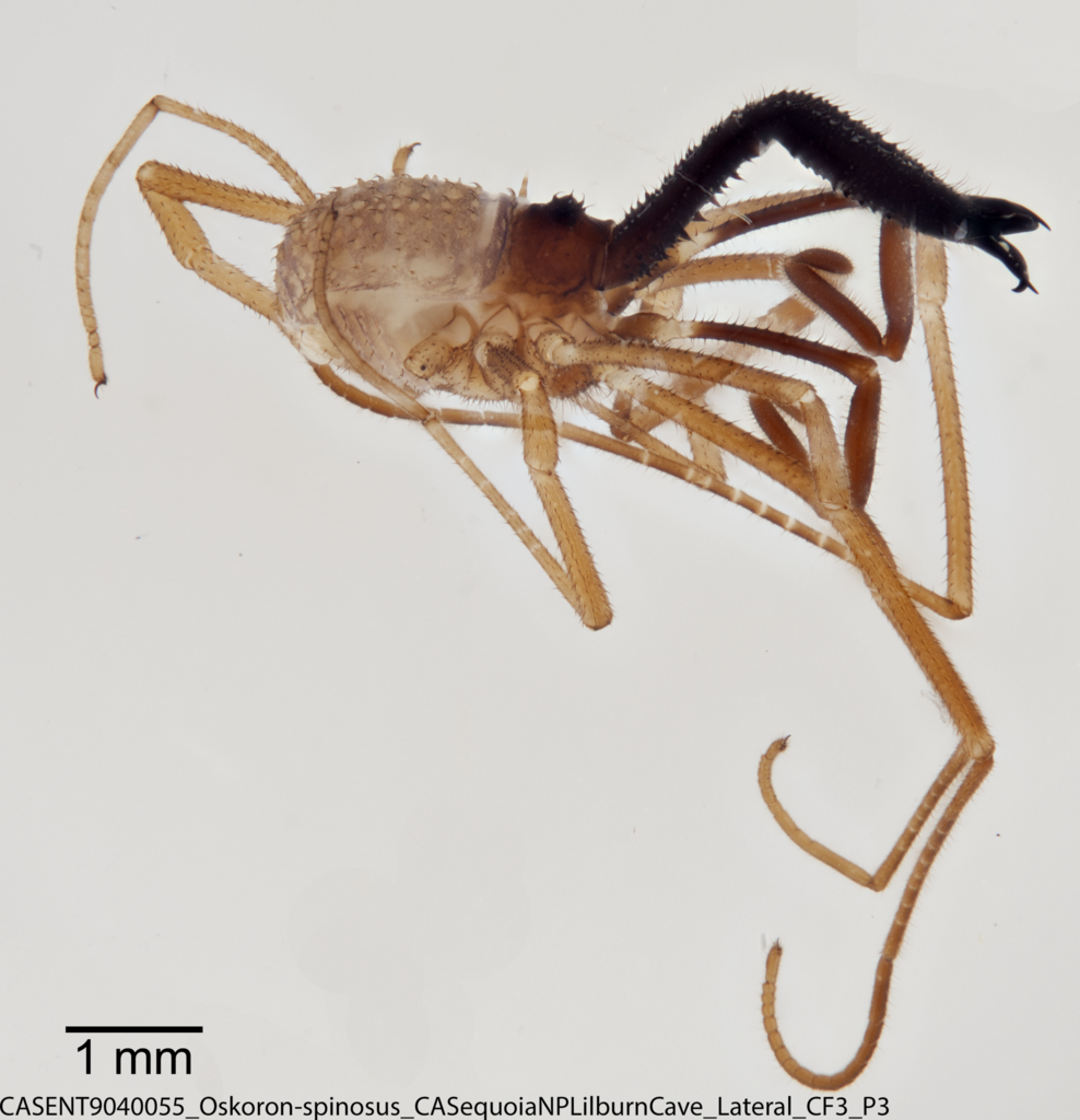 Oskoron spinosus