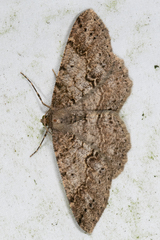 Melanolophia imitata