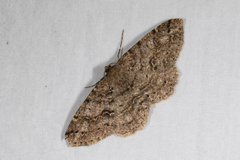 Melanolophia imitata