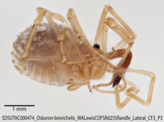 Oskoron brevichelis