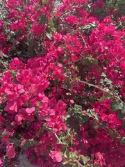 Bougainvillea
