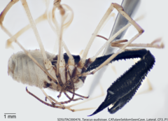 Taracus audisioae