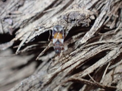 Scolopostethus pacificus