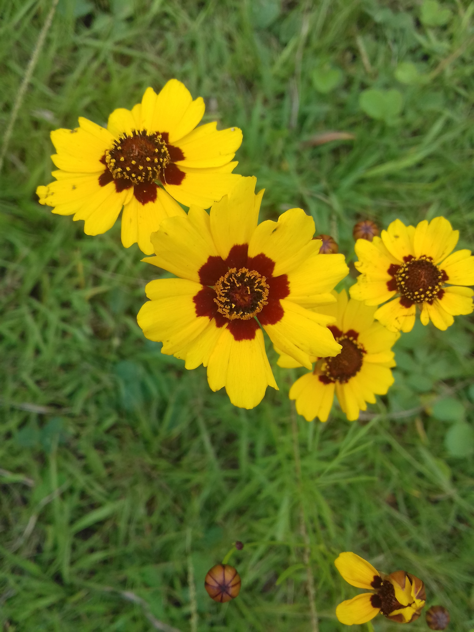 Coreopsis tinctoria