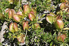Dodonaea procumbens