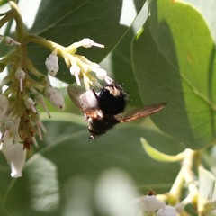 Epalpus