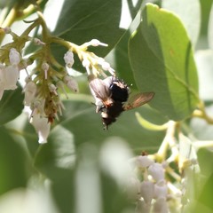 Epalpus