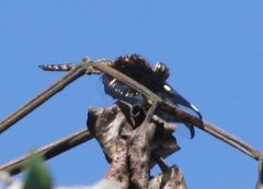 Palpopleura