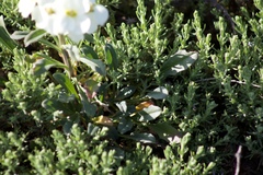 Erysimum concinnum