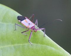 Pseudophonoctonus formosus
