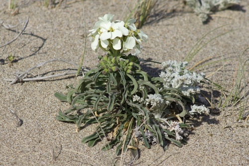 Image of Erysimum concinnum by (c) Arvel Hernandez, some rights reserved (CC BY-SA)