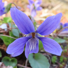 Viola philippica