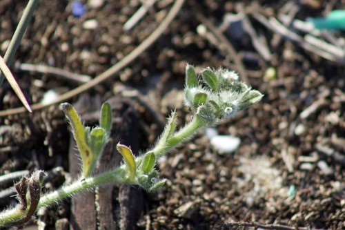 Image of Cryptantha leiocarpa by (c) Arvel Hernandez, some rights reserved (CC BY-SA)