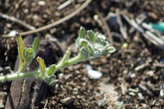 Cryptantha leiocarpa