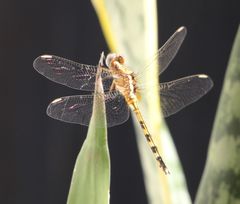 Orthetrum brachiale