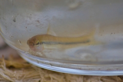 Pimephales notatus