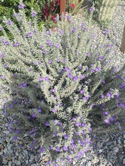 Leucophyllum frutescens