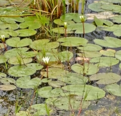 Nymphaea pulchella