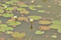 Nymphaea pulchella