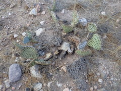 Opuntia basilaris brachyclada