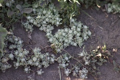 Psilocarphus tenellus