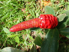 Costus woodsonii