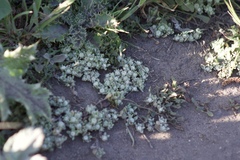 Psilocarphus tenellus