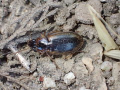 Tanystoma maculicolle