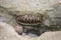 Acanthopleura