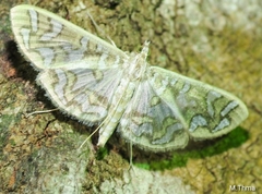 Nausinoe