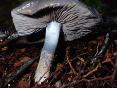 Cortinarius taylorianus