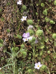 Leptosiphon montanus