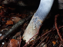Cortinarius taylorianus