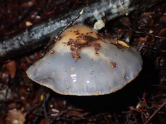 Cortinarius taylorianus