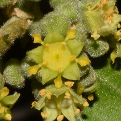 Sarcomphalus mexicanus