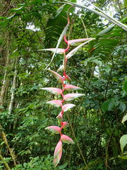 Heliconia chartacea
