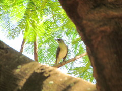 Turdus amaurochalinus