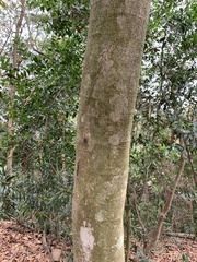 Artocarpus lacucha