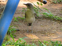 Turdus amaurochalinus
