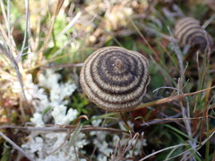 Entoloma perzonatum