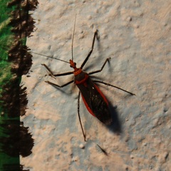 Repipta fuscipes