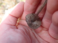 Entoloma perzonatum
