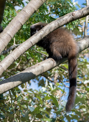 Callicebus nigrifrons