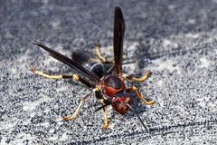 Polistes parametricus