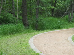 Triodanis lamprosperma