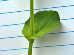 Triodanis lamprosperma