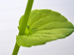 Triodanis lamprosperma