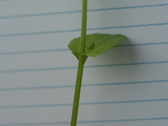 Triodanis lamprosperma