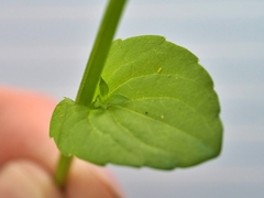 Triodanis lamprosperma