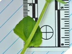 Triodanis lamprosperma